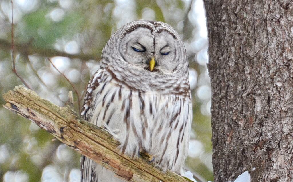 image of a sleepy barred owl in a snowy forest, pickering, ontario