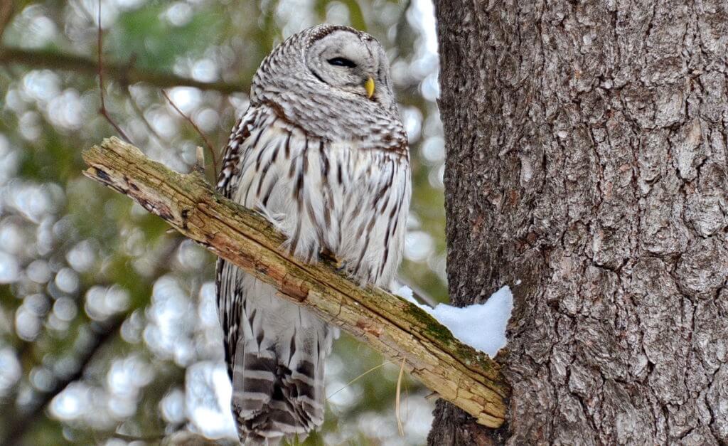 image of a barred owl in snowy Altona Forest in Pickering, Ontario.