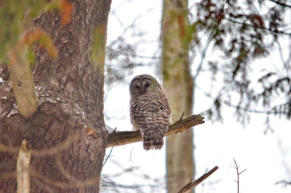 image of a barred owl in snowy Altona Forest in Pickering, Ontario.