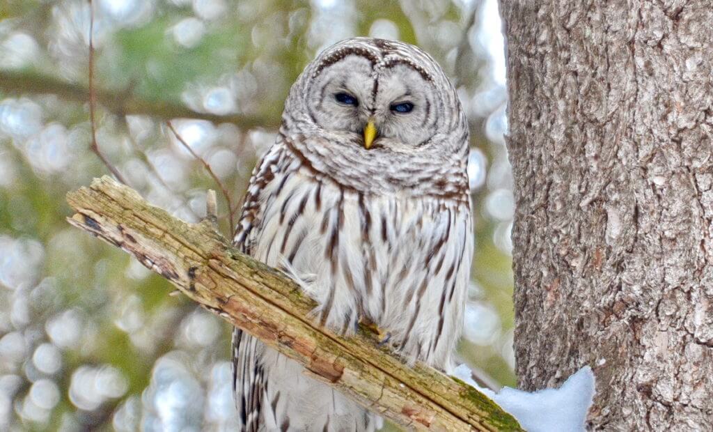 image of a barred owl in a snowy forest, pickering, ontario