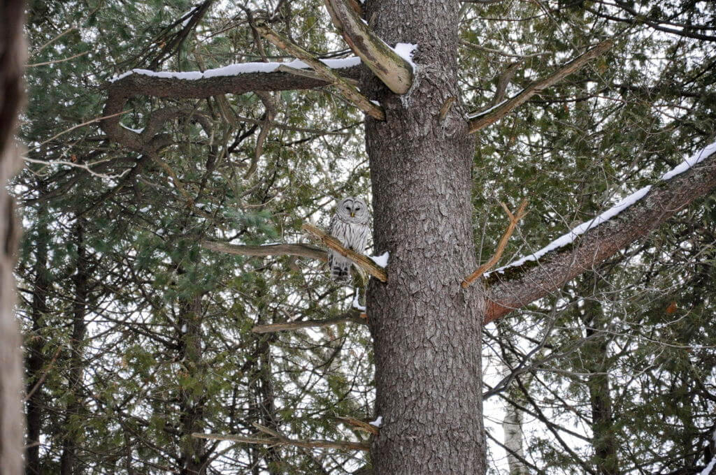 image of a barred owl in snowy Altona Forest in Pickering, Ontario.