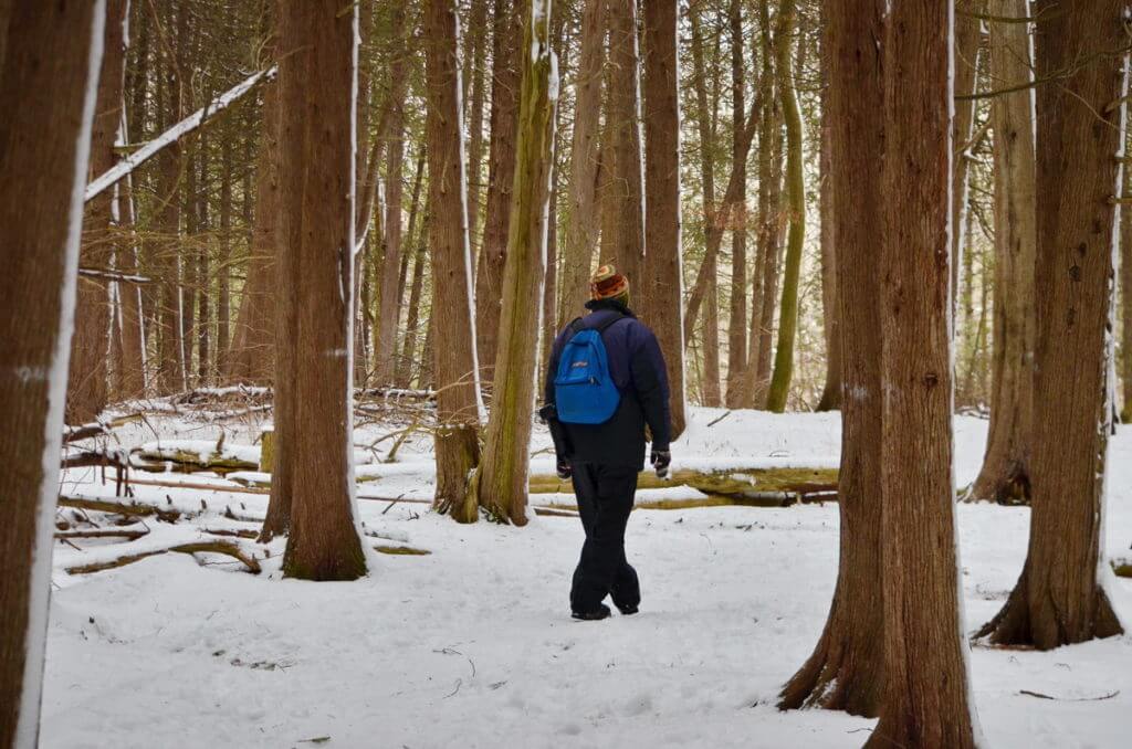 image of bob walking among cedars, in snowy Altona Forest in Pickering, Ontario.