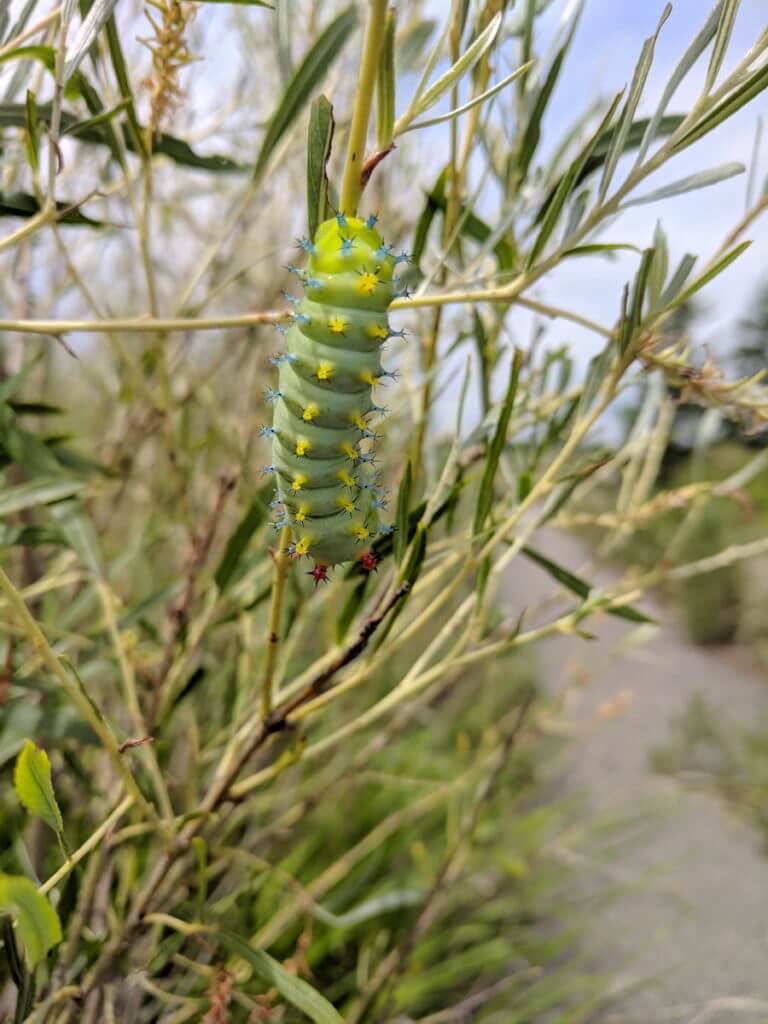 cecropia moth caterpillar, rouge national urban park, markham, ontario