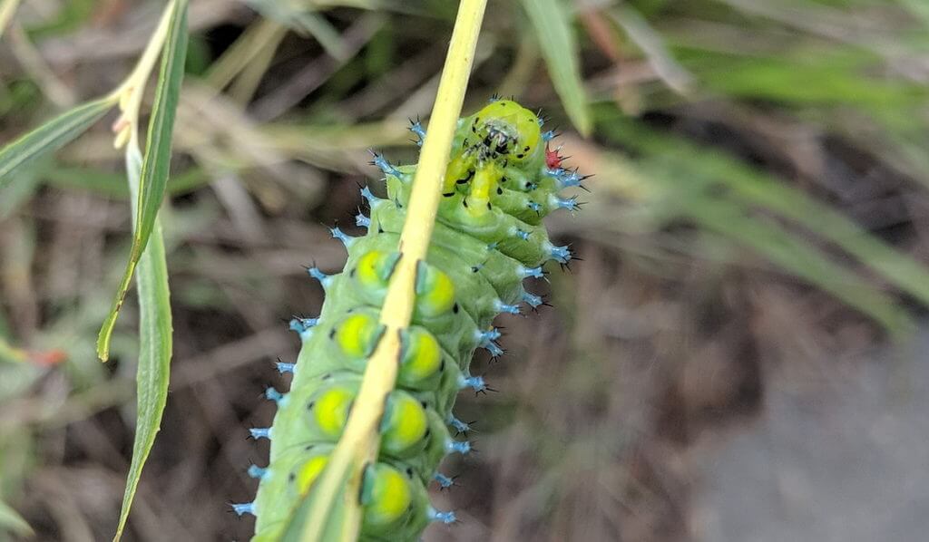 cecropia moth larva, rouge national urban park, markham, ontario