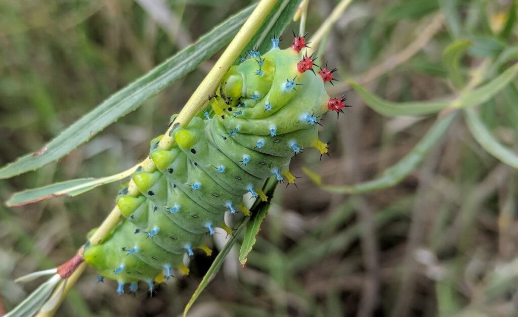 cecropia moth larva, rouge national urban park, markham, ontario