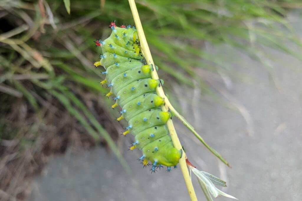 cecropia moth larva, rouge national urban park, markham, ontario