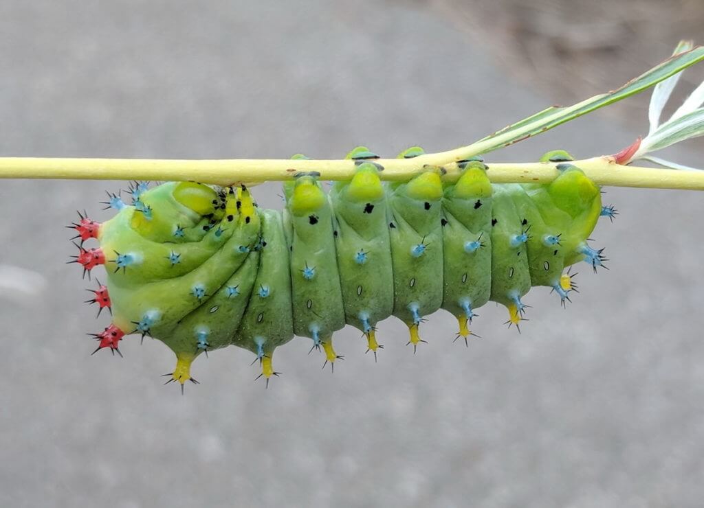 cecropia moth caterpillar, rouge national urban park, markham, ontario