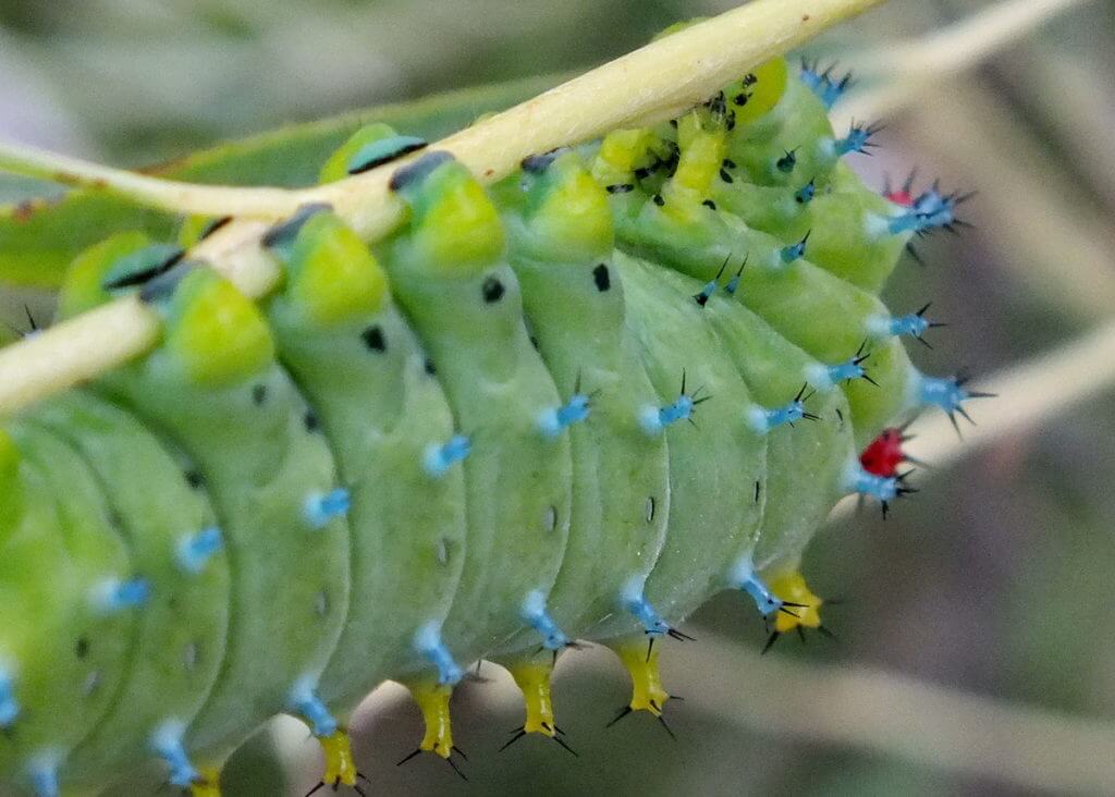 cecropia moth caterpillar, rouge national urban park, markham, ontario