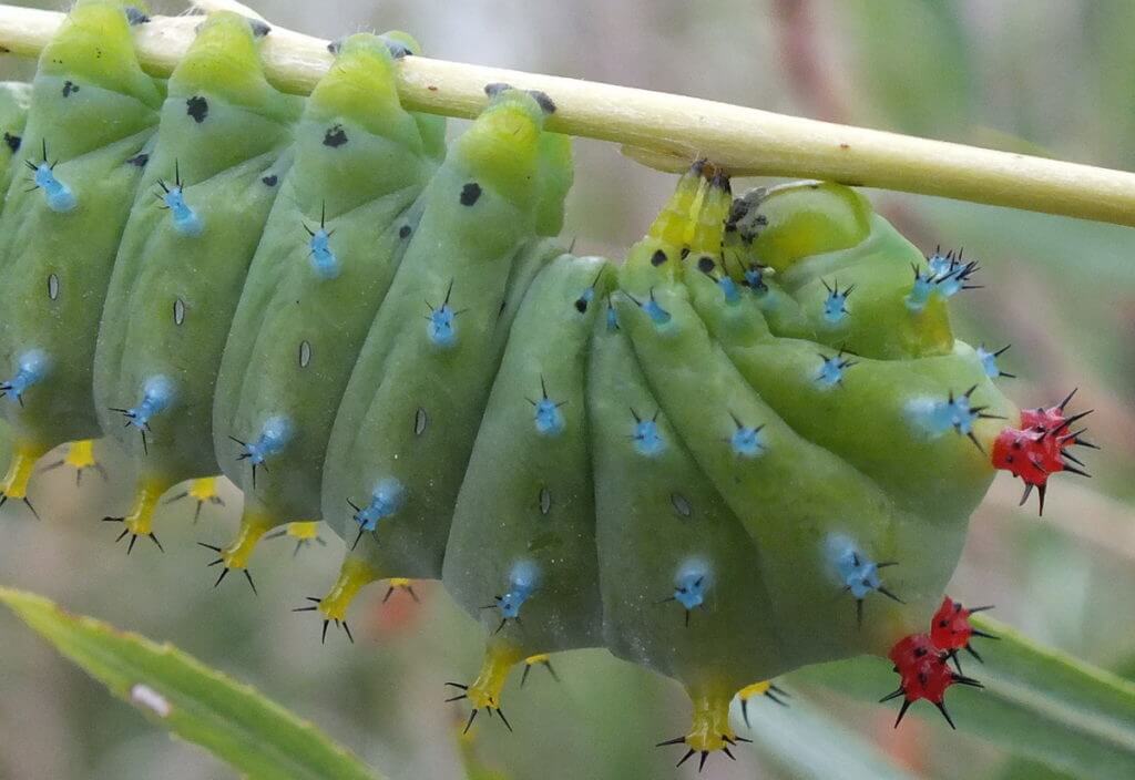 cecropia moth caterpillar, rouge national urban park, markham, ontario