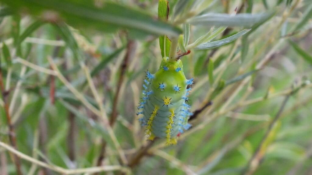 cecropia moth larva, rouge national urban park, markham, ontario