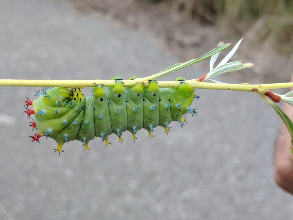 cecropia moth caterpillar, rouge national urban park, markham, ontario