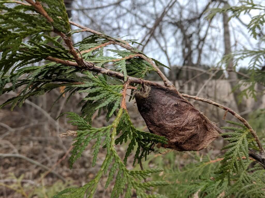 a Cecropia Moth Cocoon, Rouge National Urban Park, Markham