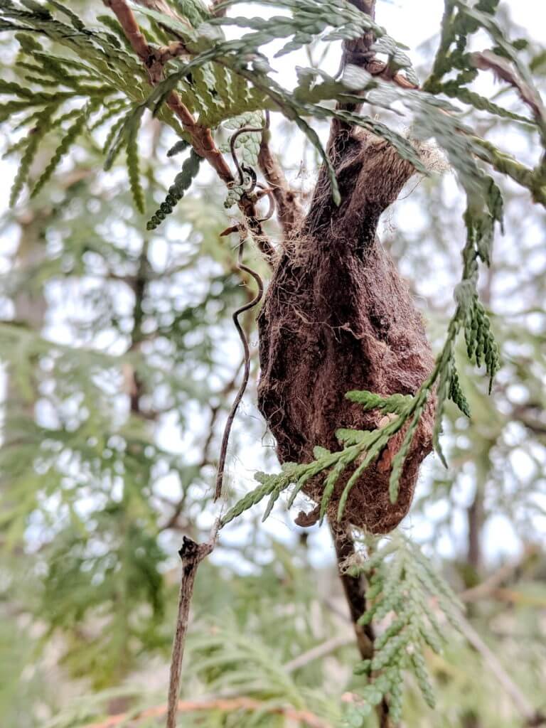 a Cecropia Moth Cocoon, Rouge National Urban Park, Markham