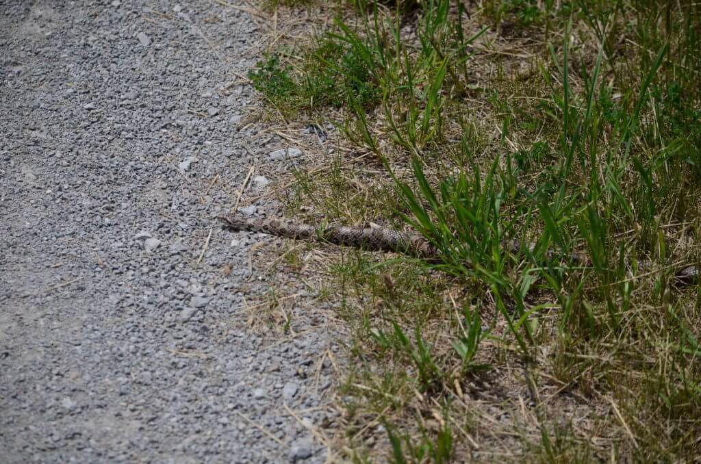 an Eastern Milksnake in Rouge National Urban Park, Markham, Ontario