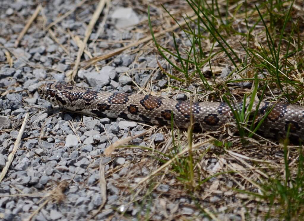 an Eastern Milksnake in Rouge National Urban Park, Markham, Ontario