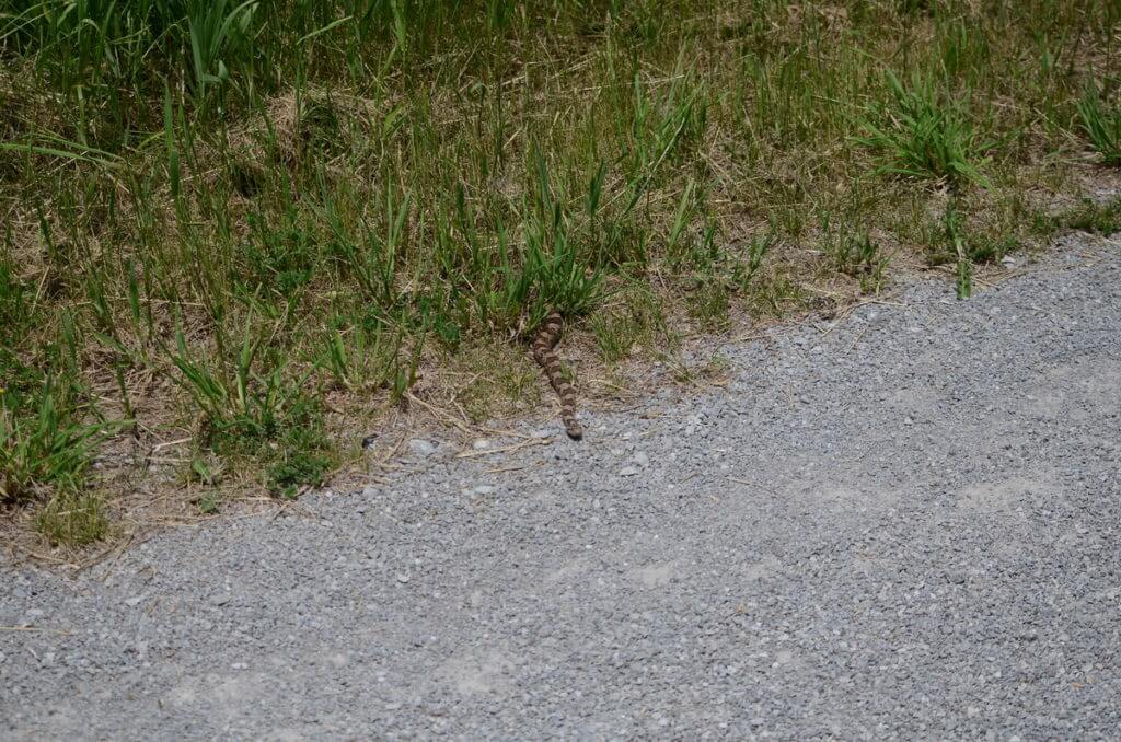 an Eastern Milksnake in Rouge National Urban Park, Markham, Ontario