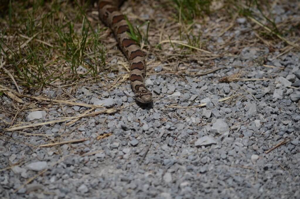 an Eastern Milksnake in Rouge National Urban Park, Markham, Ontario