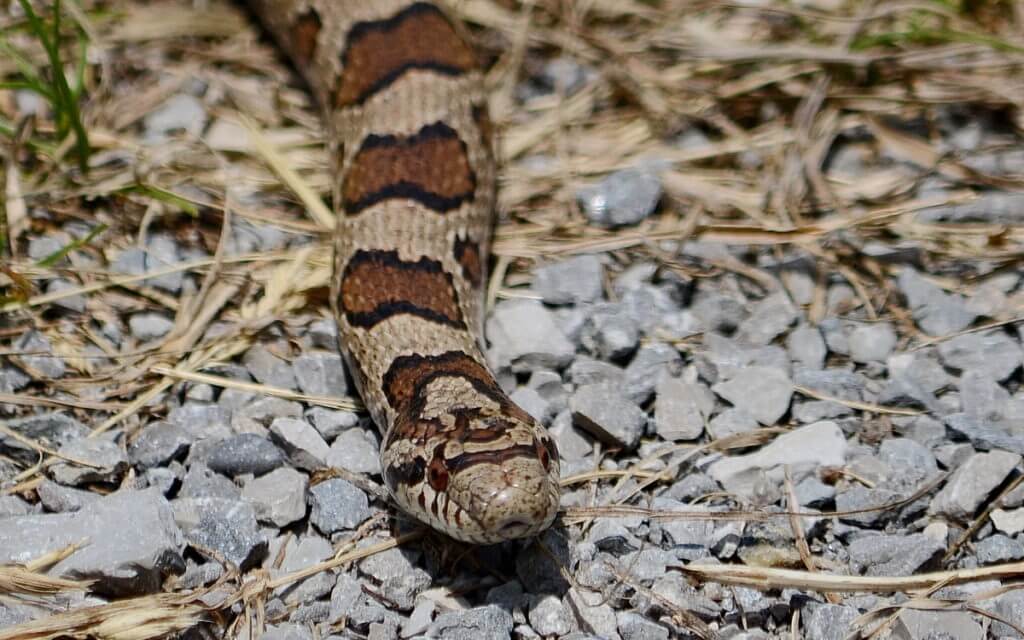 an Eastern Milksnake in Rouge National Urban Park, Markham, Ontario