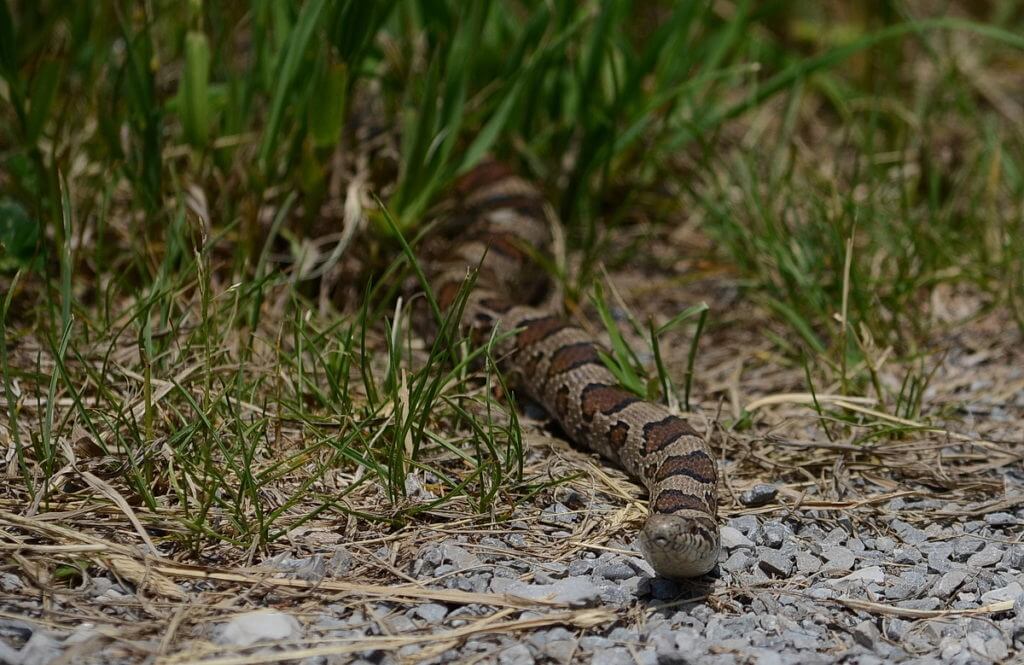 an Eastern Milksnake in Rouge National Urban Park, Markham, Ontario