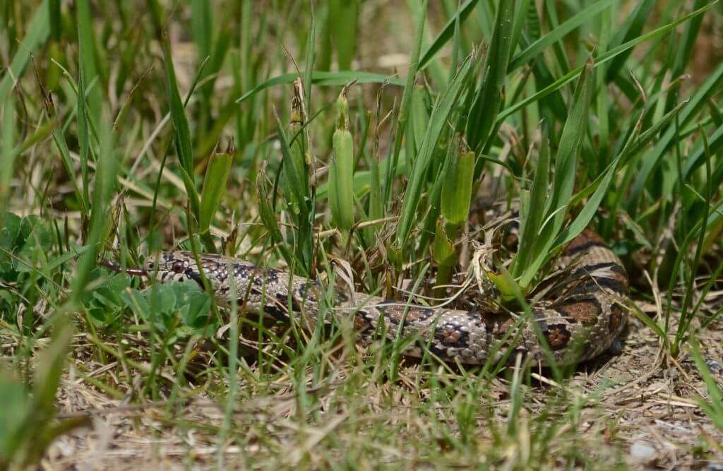 an Eastern Milksnake in Rouge National Urban Park, Markham, Ontario