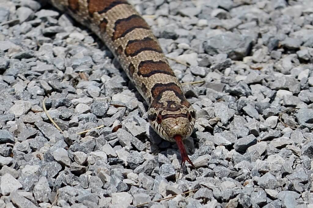 an Eastern Milksnake in Rouge National Urban Park, Markham, Ontario