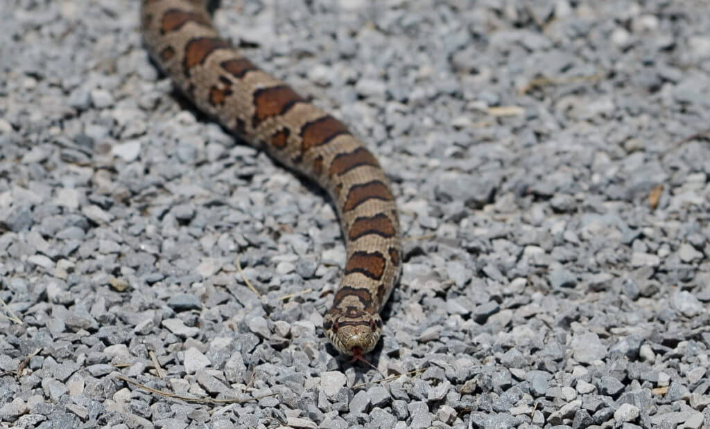 an Eastern Milksnake in Rouge National Urban Park, Markham, Ontario