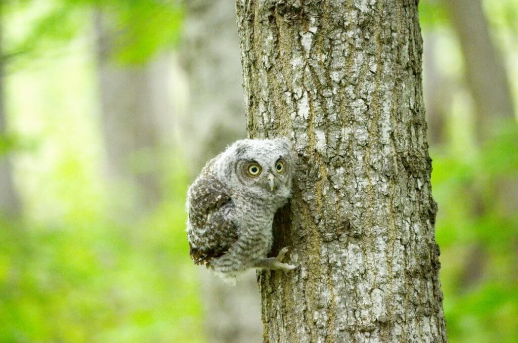 eastern screech owlet, rouge national urban park, toronto
