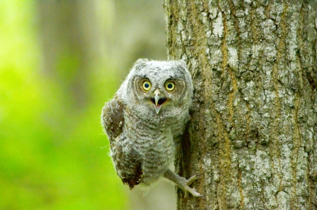 eastern screech owlet, rouge national urban park, toronto