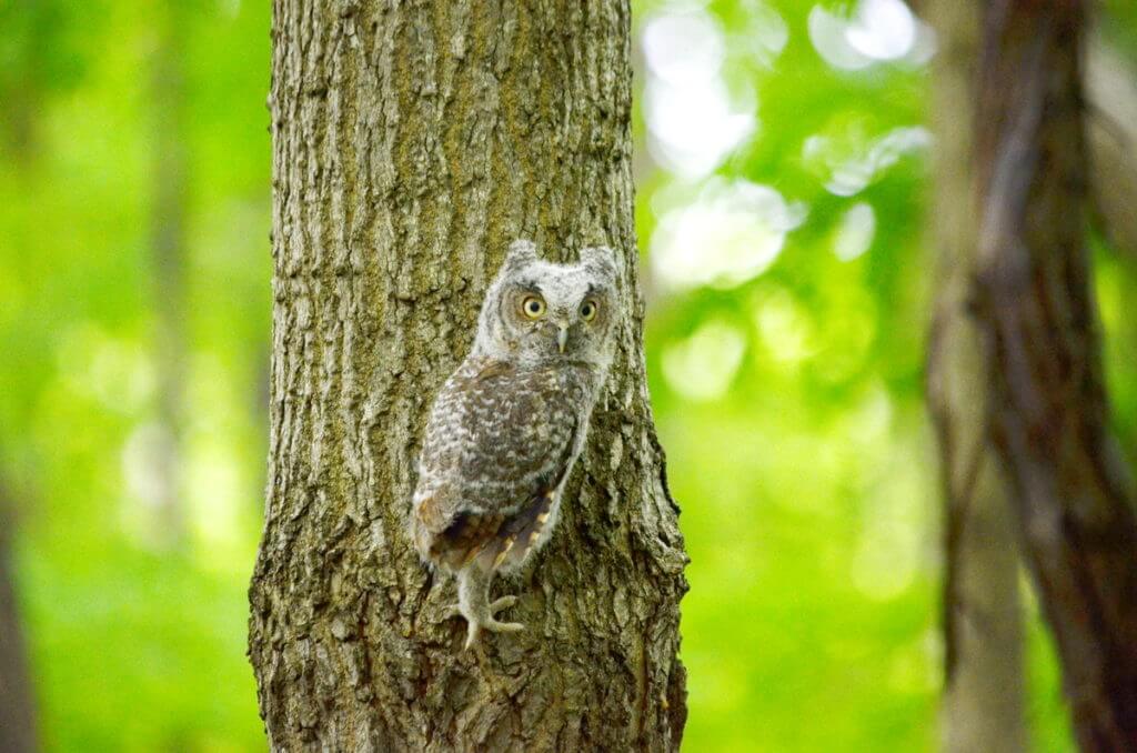eastern screech owlet, rouge national urban park, toronto