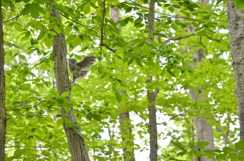 eastern screech owlet, rouge national urban park, toronto