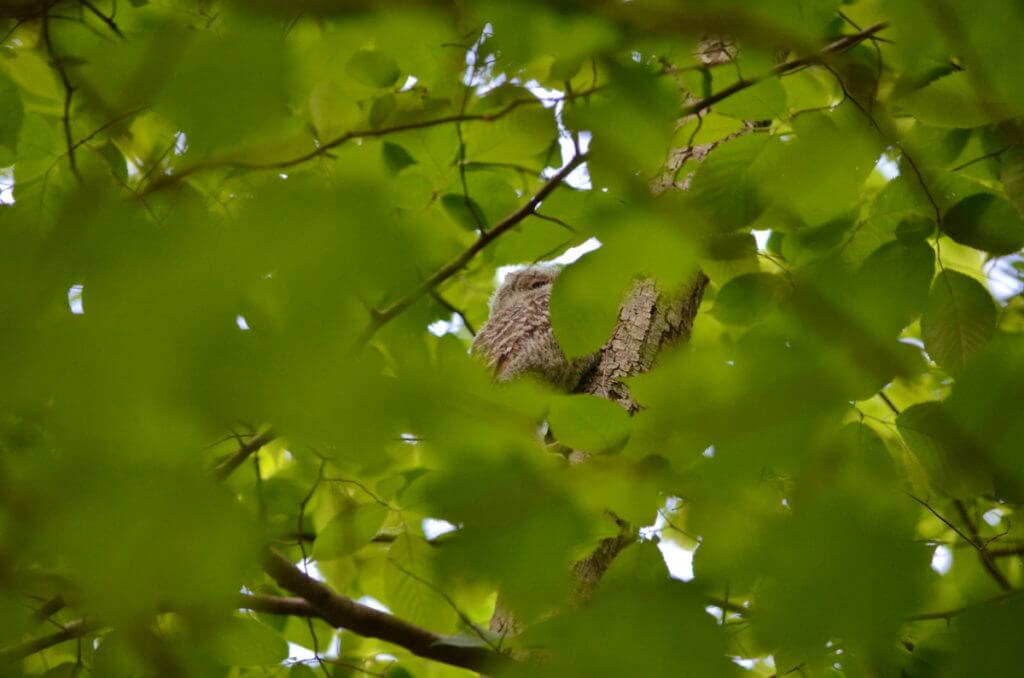 eastern screech owlet, rouge national urban park, toronto