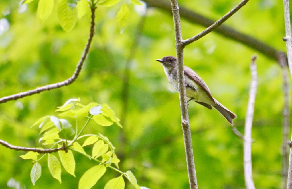 eastern phoebe, rouge national urban park, toronto
