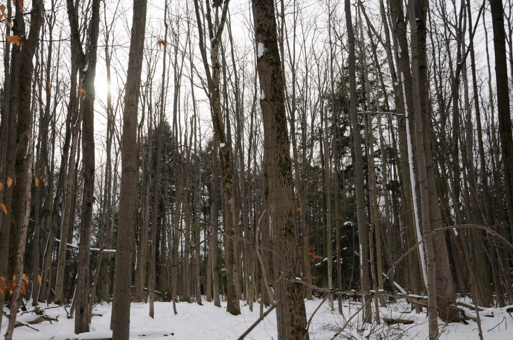 image of wintry altona forest, pickering, ontario