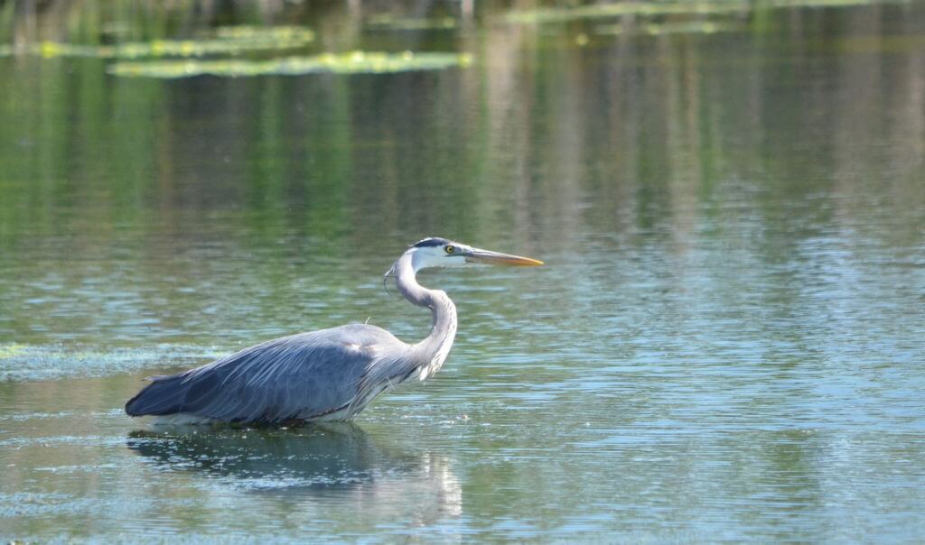 Great Blue Heron, North Reesor Pond, Rouge National Urban Park, Markham
