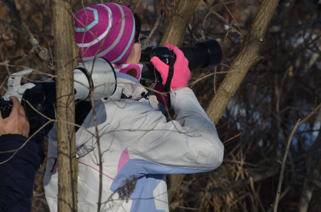 jean waiting to photograph a northern hawk owl, schomberg, ontario