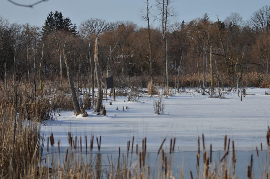 dufferin marsh, schomberg, ontario