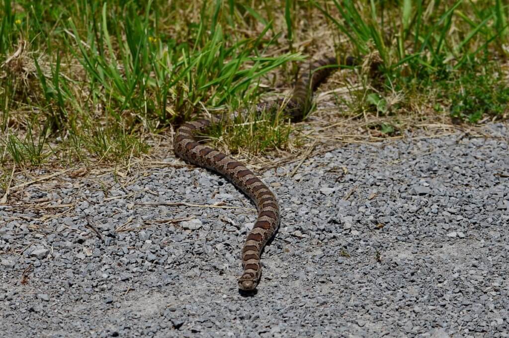 an Eastern Milksnake in Rouge National Urban Park, Markham, Ontario