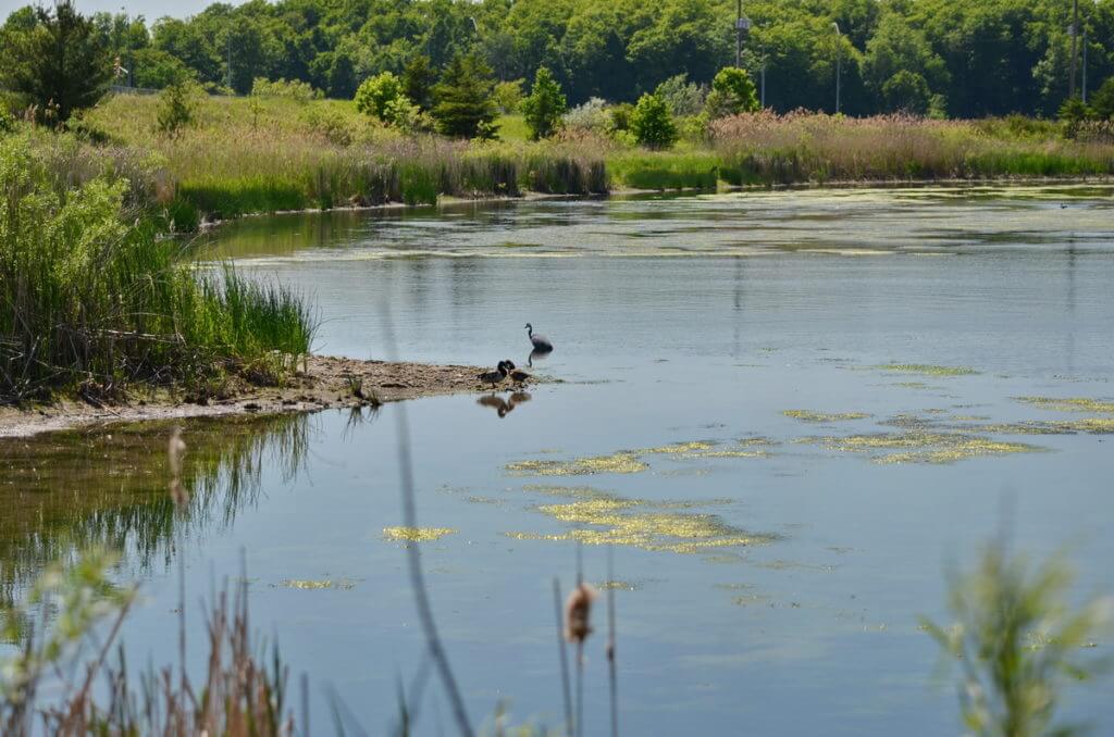 North Reesor Pond, Rouge National Urban Park, Markham