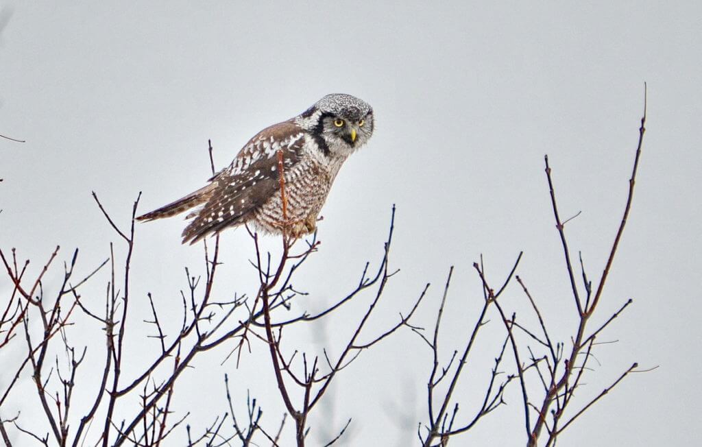 northern hawk owl, schomberg, ontario
