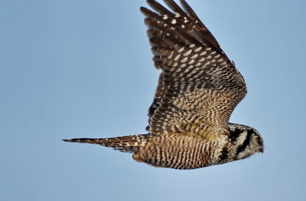northern hawk owl, schomberg, ontario