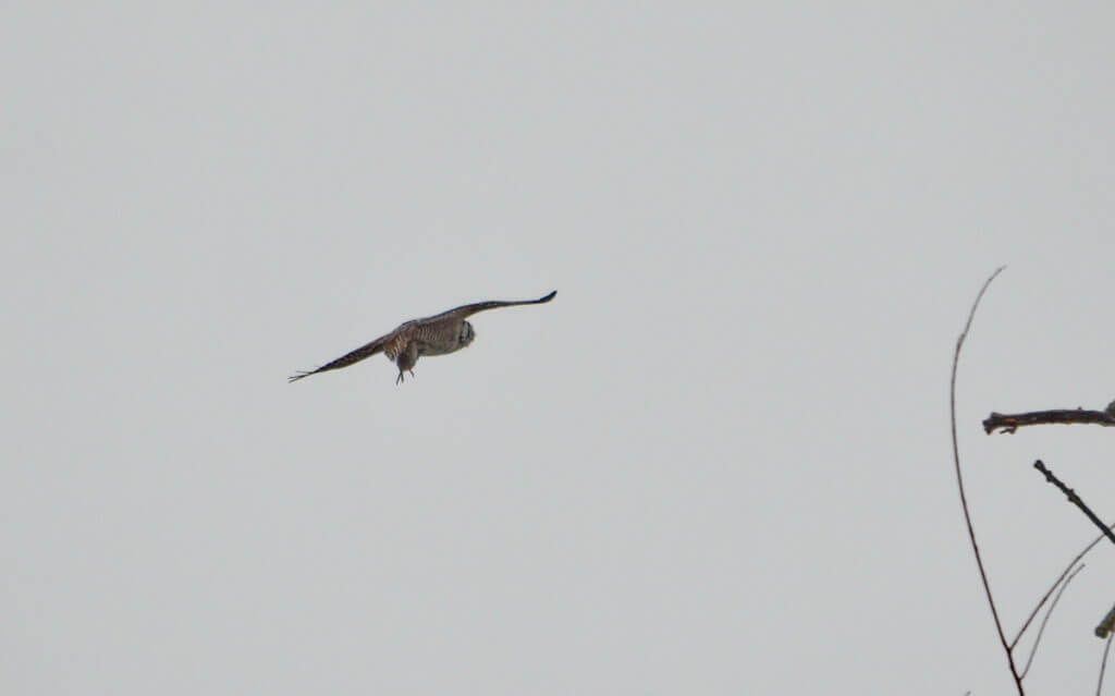 northern hawk owl with a meadow vole, schomberg, ontario