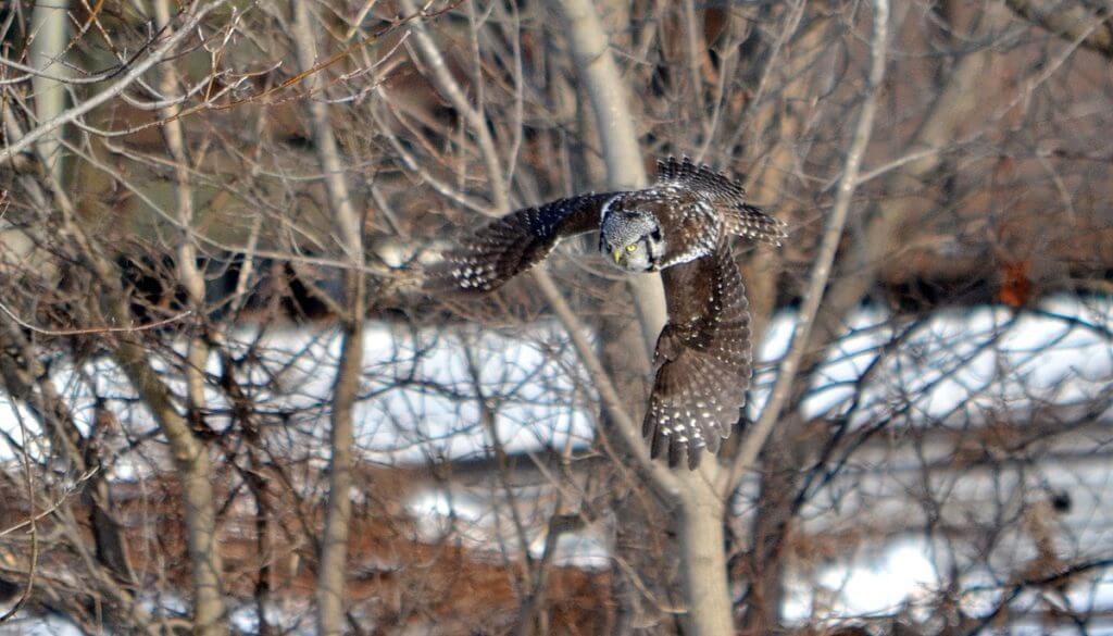 northern hawk owl, schomberg, ontario