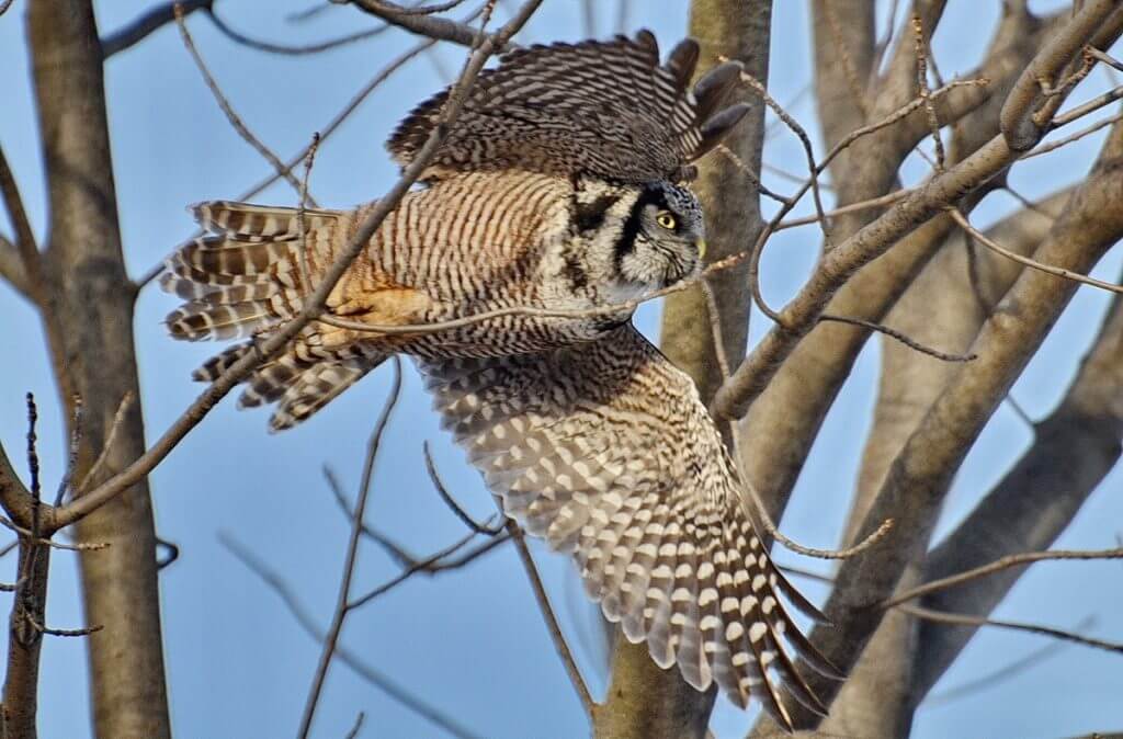 northern hawk owl, schomberg, ontario