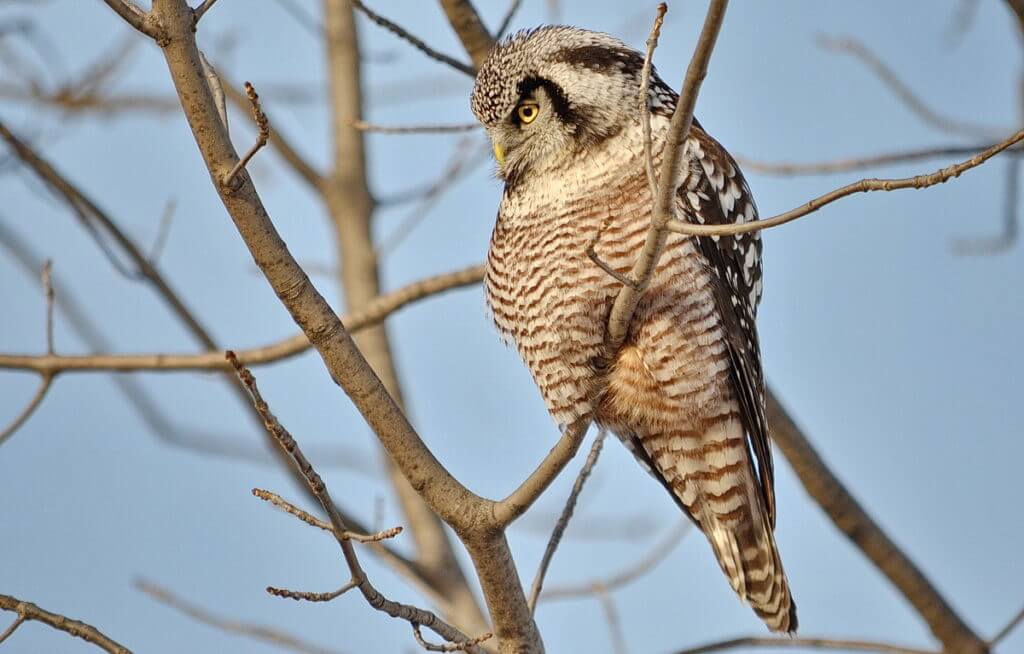 northern hawk owl, schomberg, ontario
