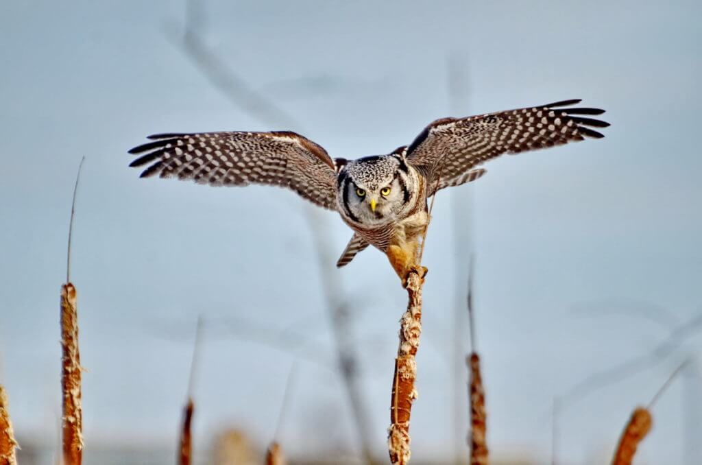 northern hawk owl, schomberg, ontario