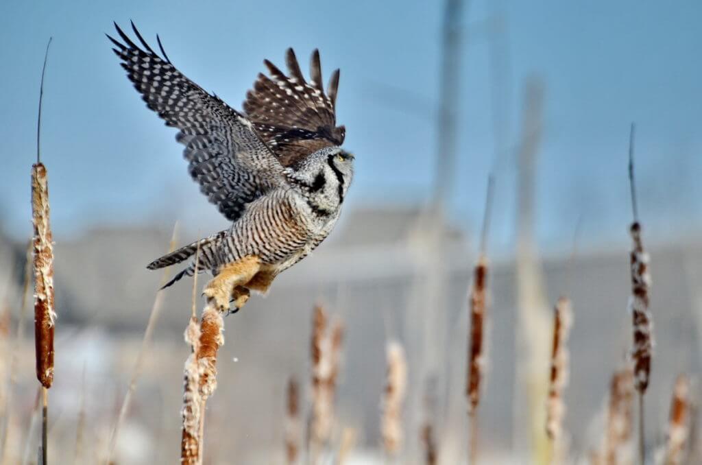 northern hawk owl, schomberg, ontario