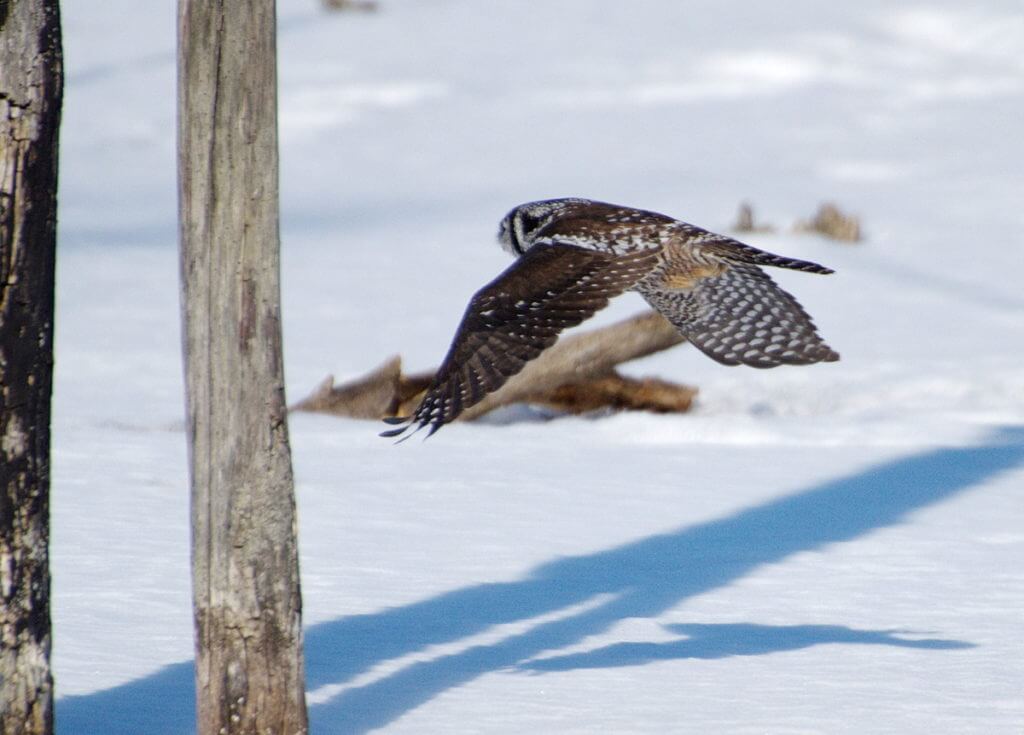 northern hawk owl, schomberg, ontario