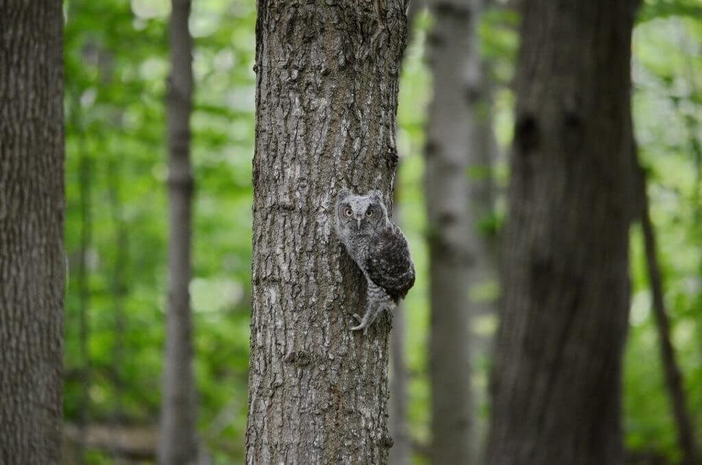 eastern screech owlet, rouge national urban park, toronto