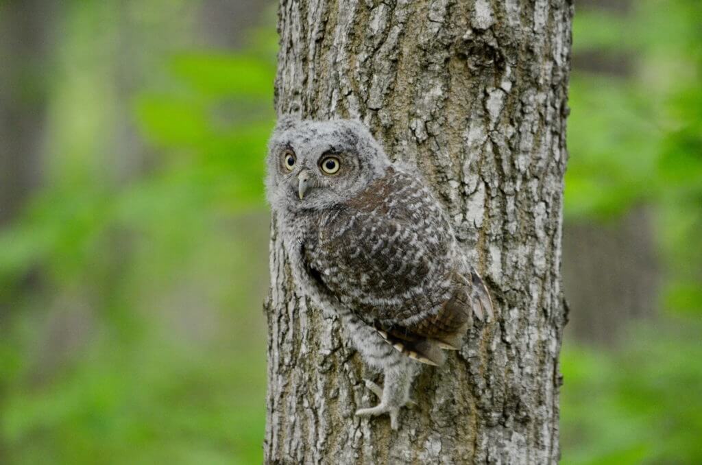 eastern screech owlet, rouge national urban park, toronto