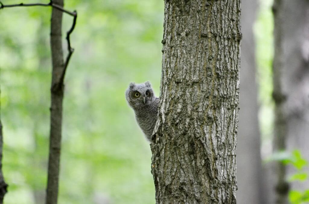 eastern screech owlet, rouge national urban park, toronto